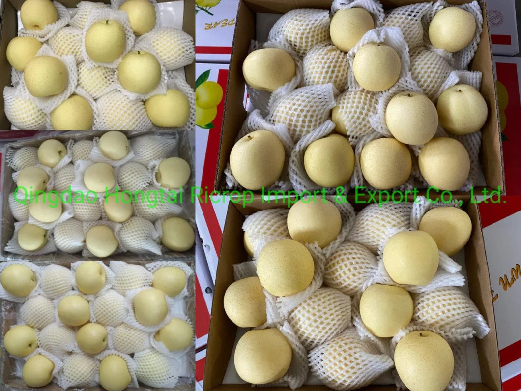 2022 New Crop Fresh Fruit Chinese Fresh Nashi Pear